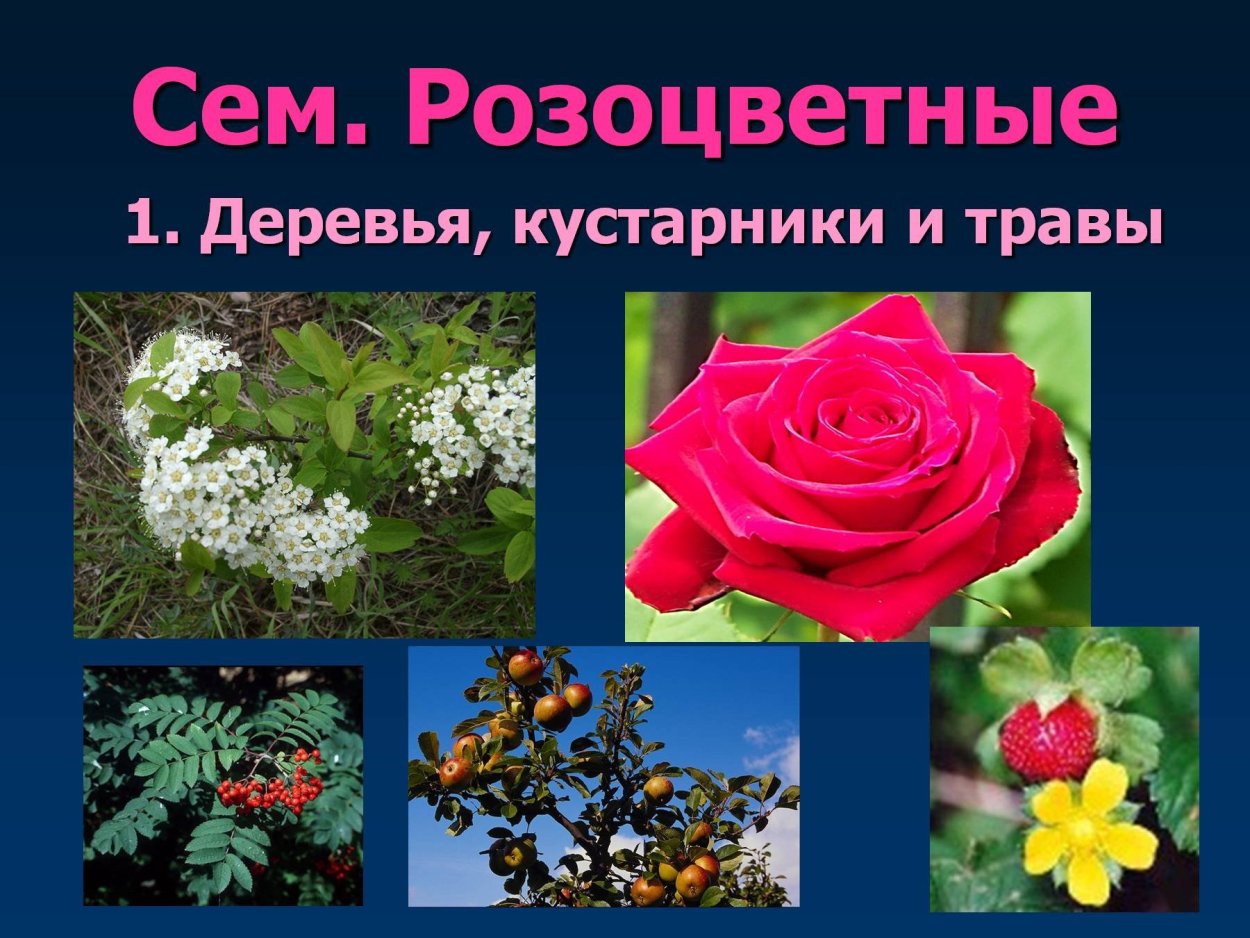 Двудольные Розоцветные кустарники