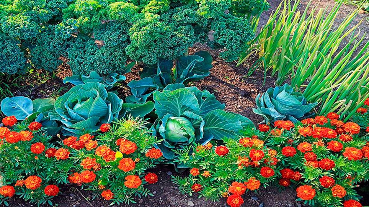 Бархатцы на овощных грядках