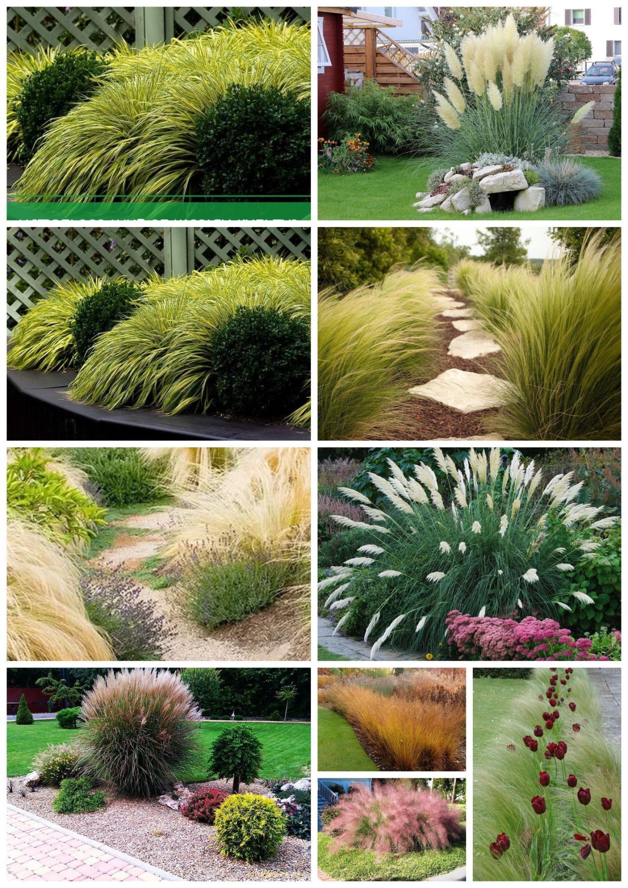 Декоративные травы в ландшафтном дизайне