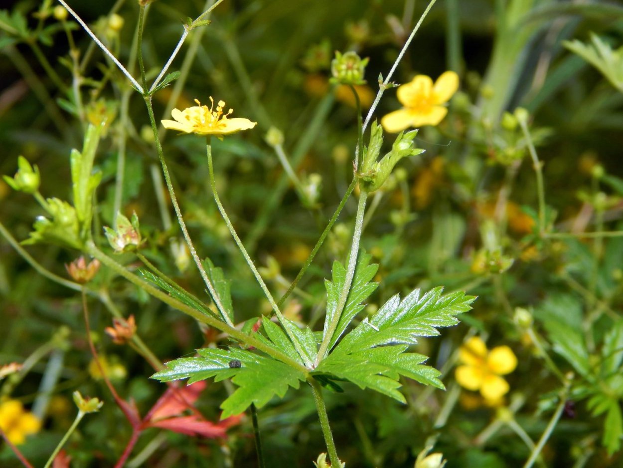 File:Potentilla tabernaemontani 2016-05-09 9959.jpg - Wikimedia Commons