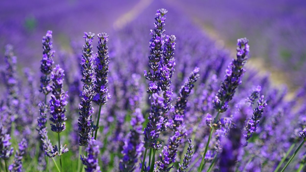 Шалфей прутьевидный Луговой