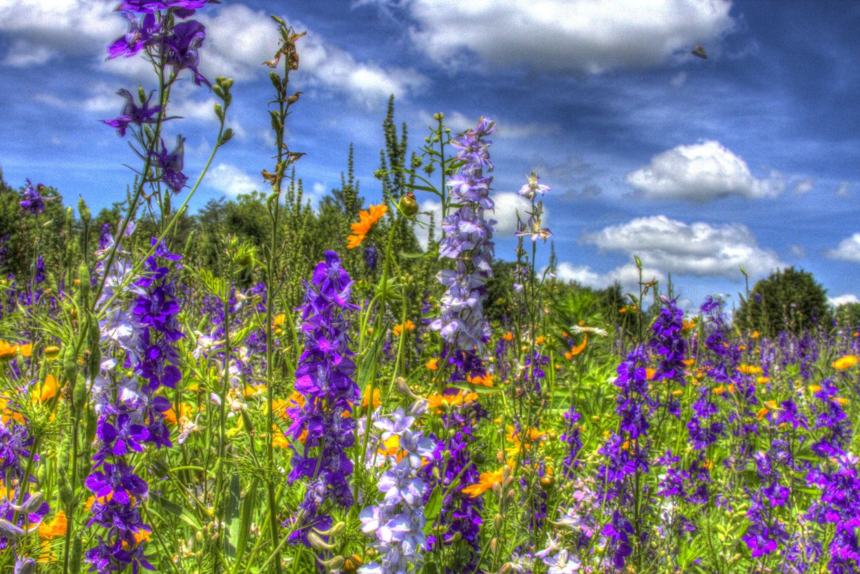 Лаванда многонадрезная