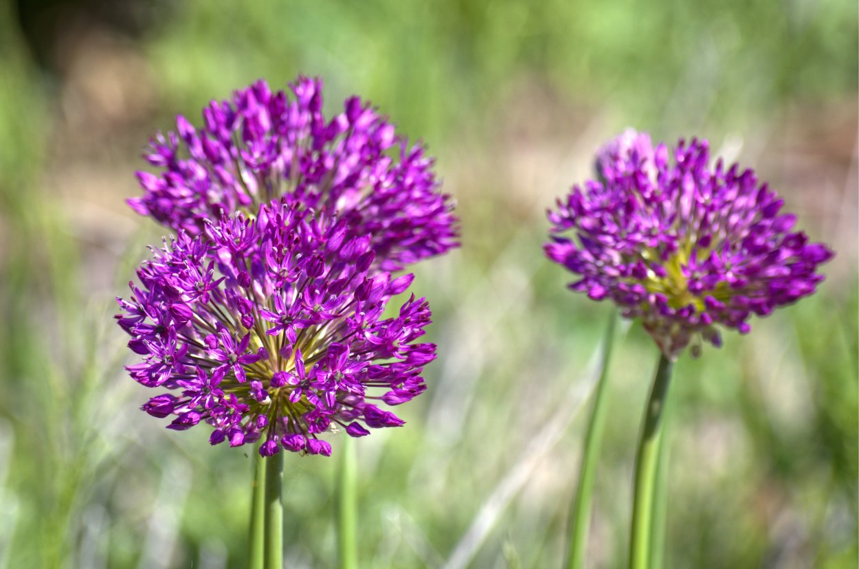 Веточка лаванды