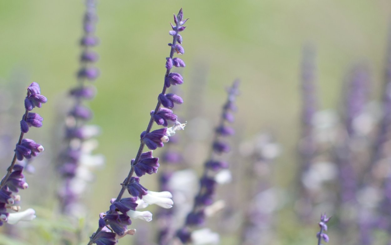 Шалфей лекарственный (Salvia officinalis)
