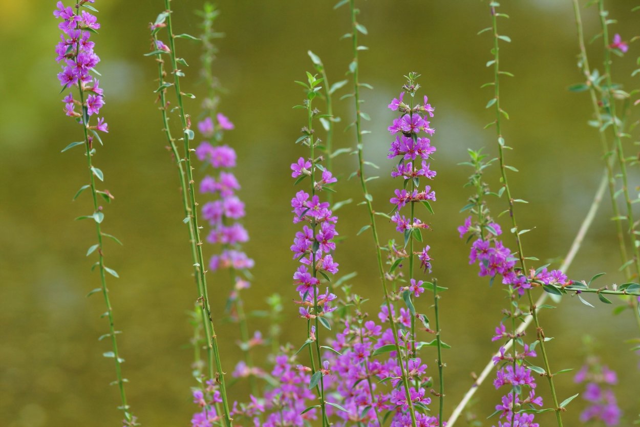 Колокольчик тонколистный полевой