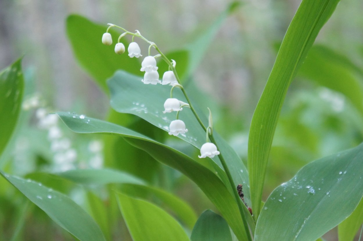 Группа Ландыши