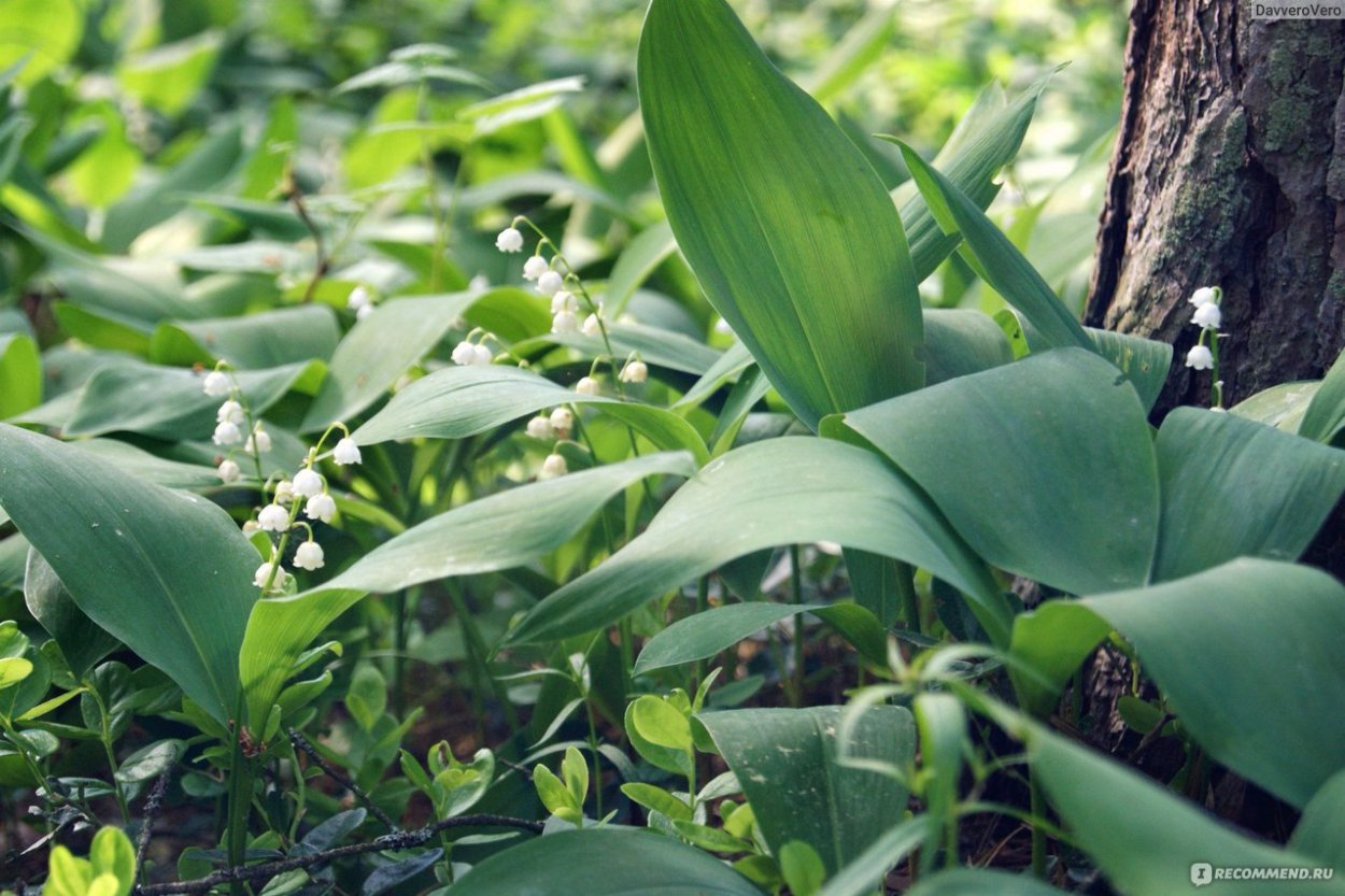 Ландыш Закавказский (Convallaria transcaucasica)