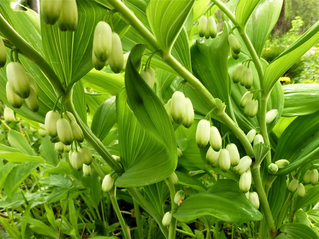 Ландыш Пенза