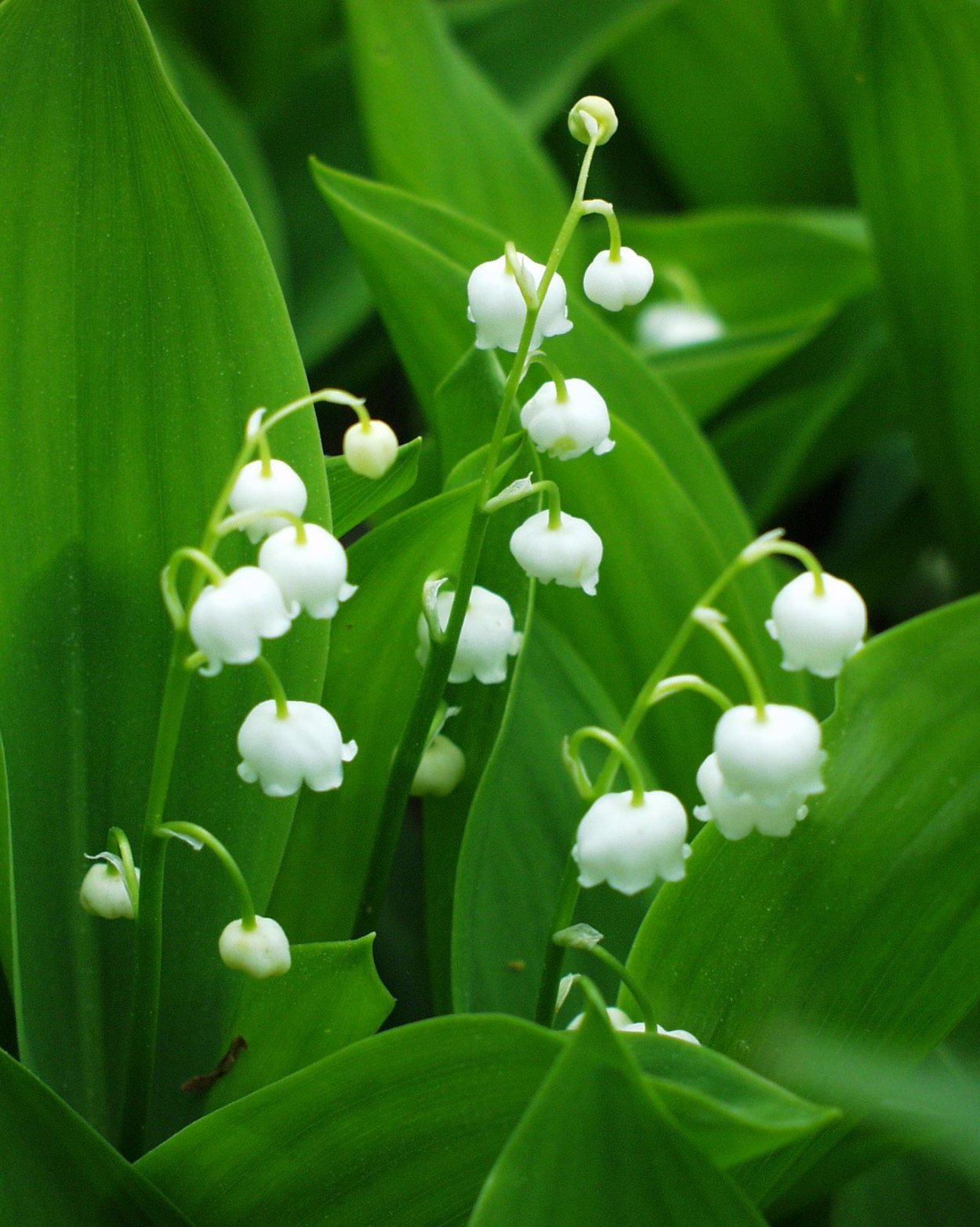 Купена Хукера