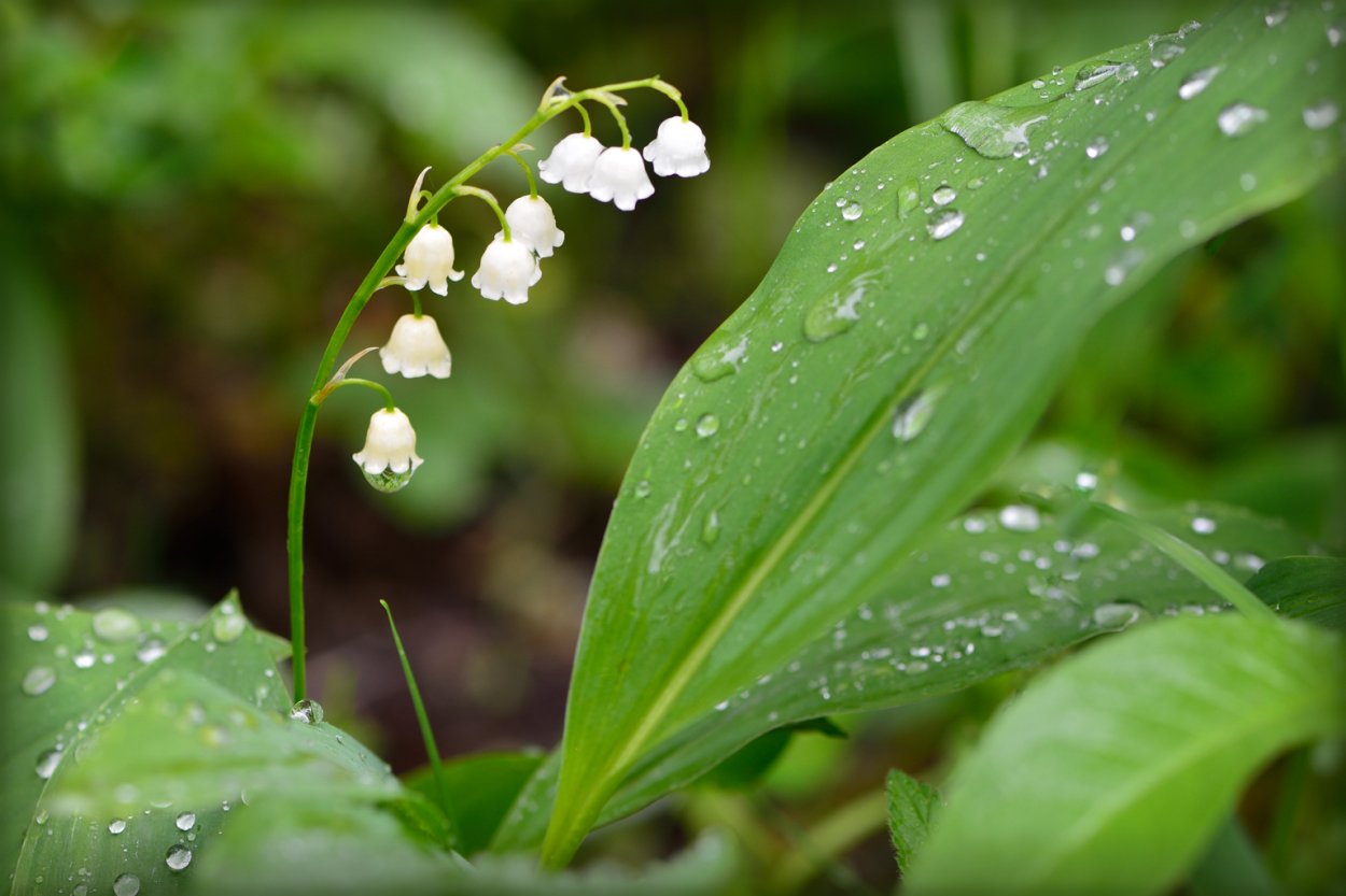 Ландыш Майский фото