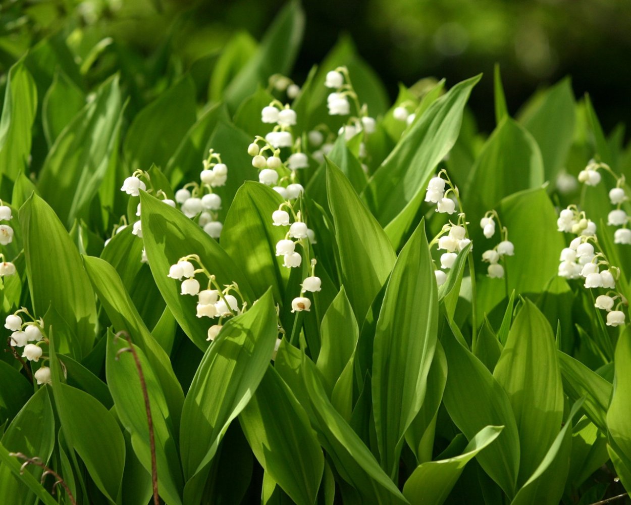 Долина ландышей