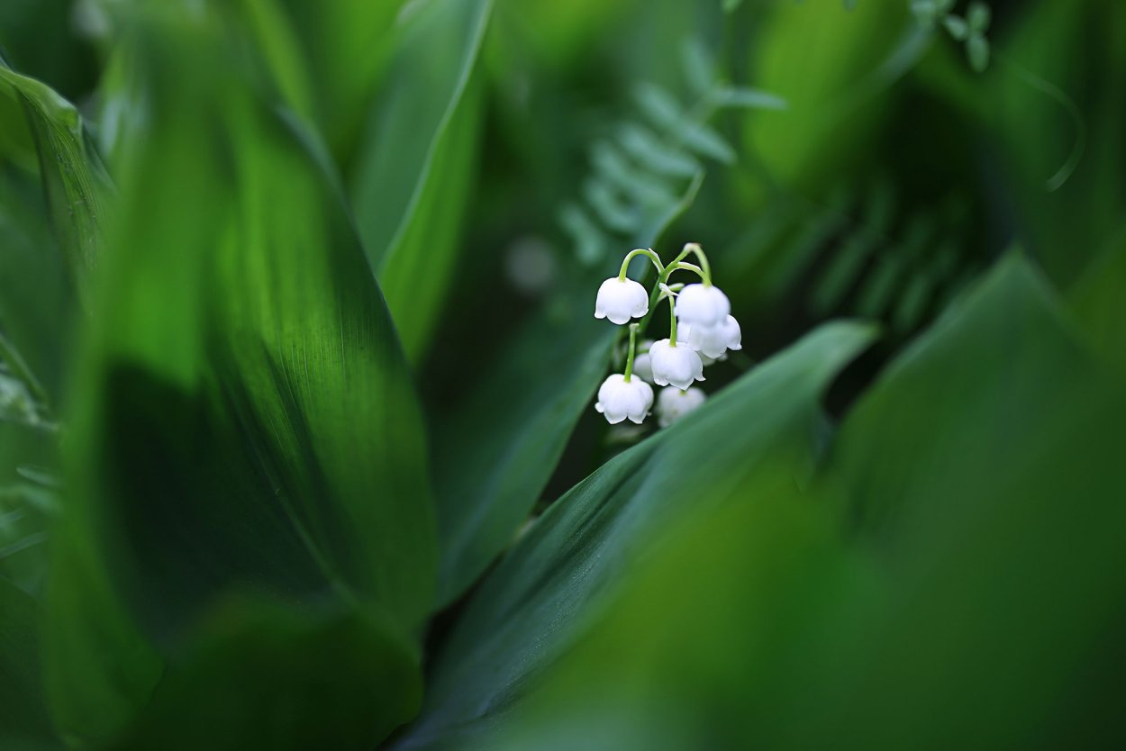 Дикий Ландыш