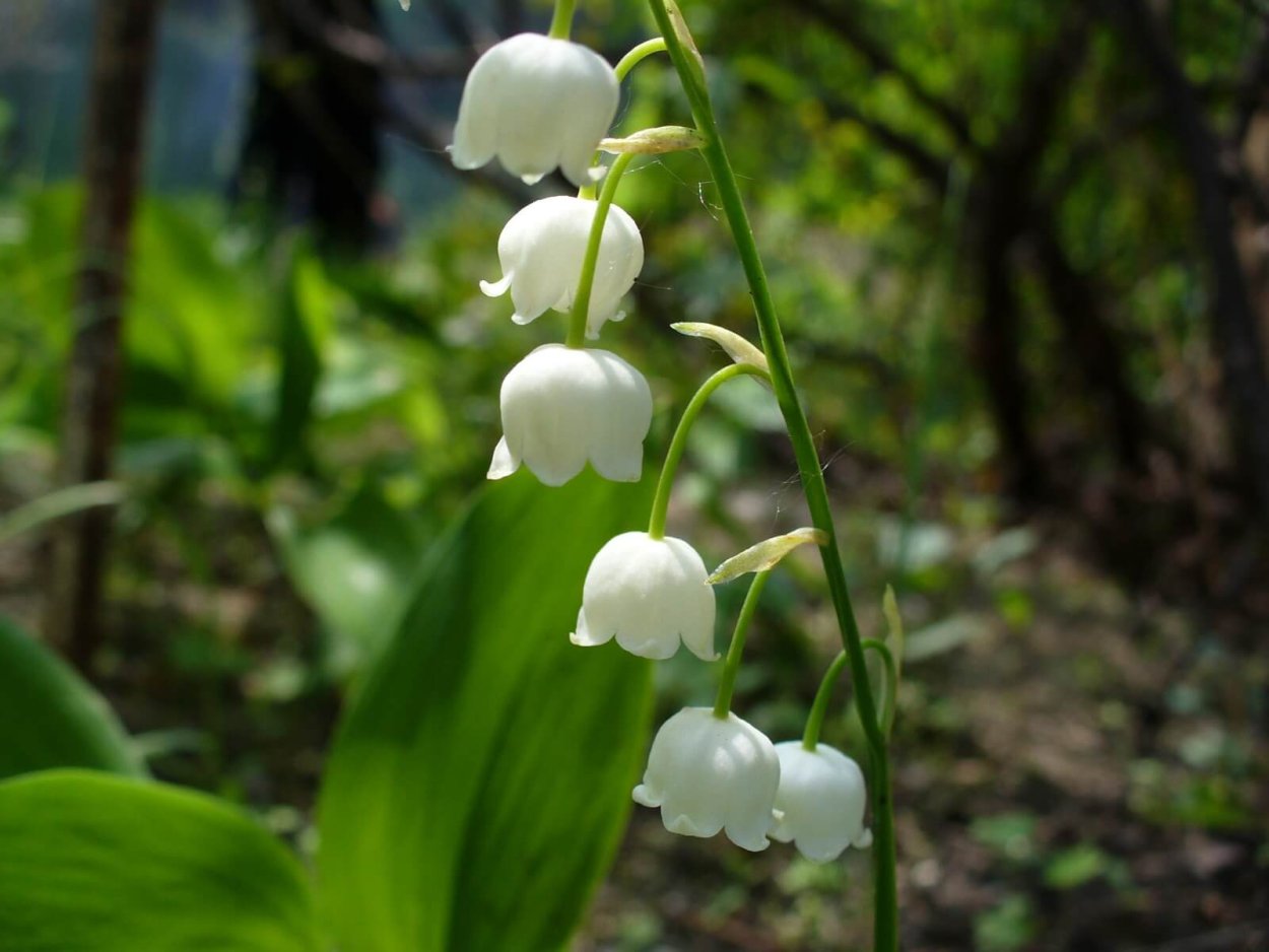 Цветок Королевский Ландыш