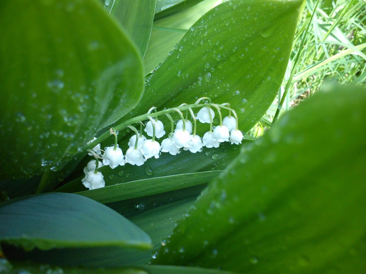 Дикий Ландыш фото
