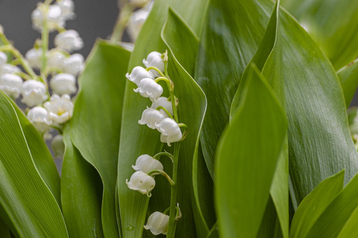 Размеры цветка ландыша