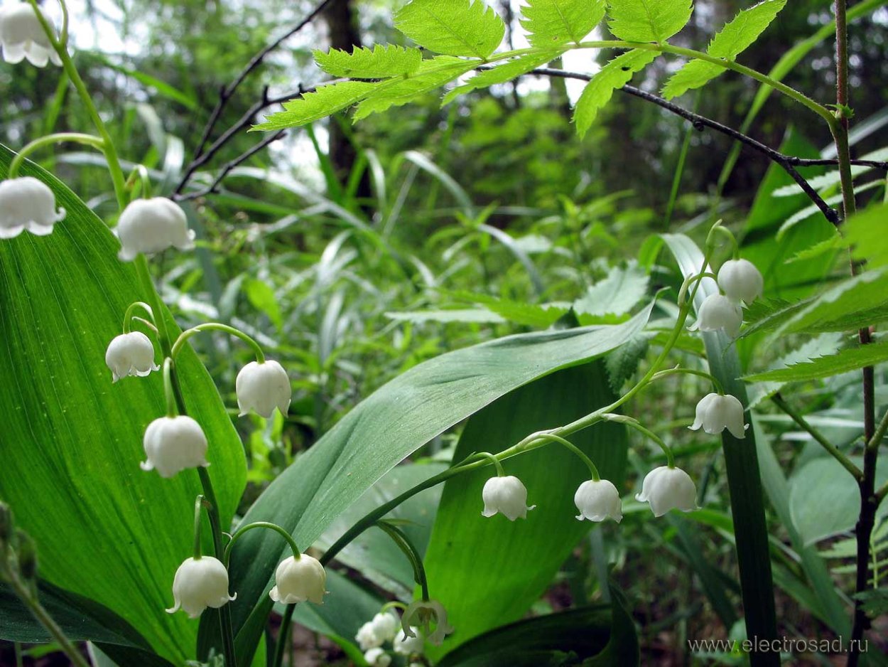 Девушка с ландышами