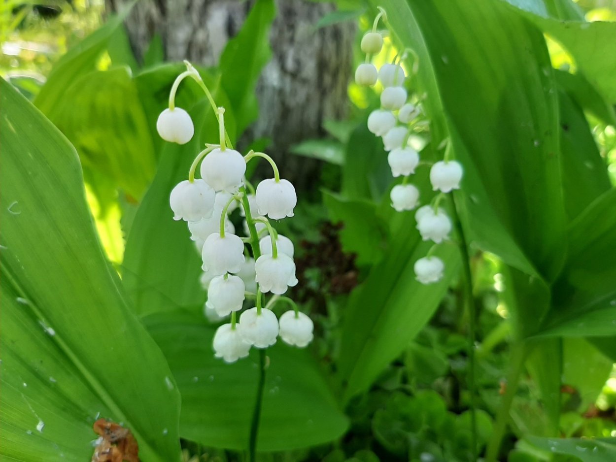 Букет ландышей на белом фоне