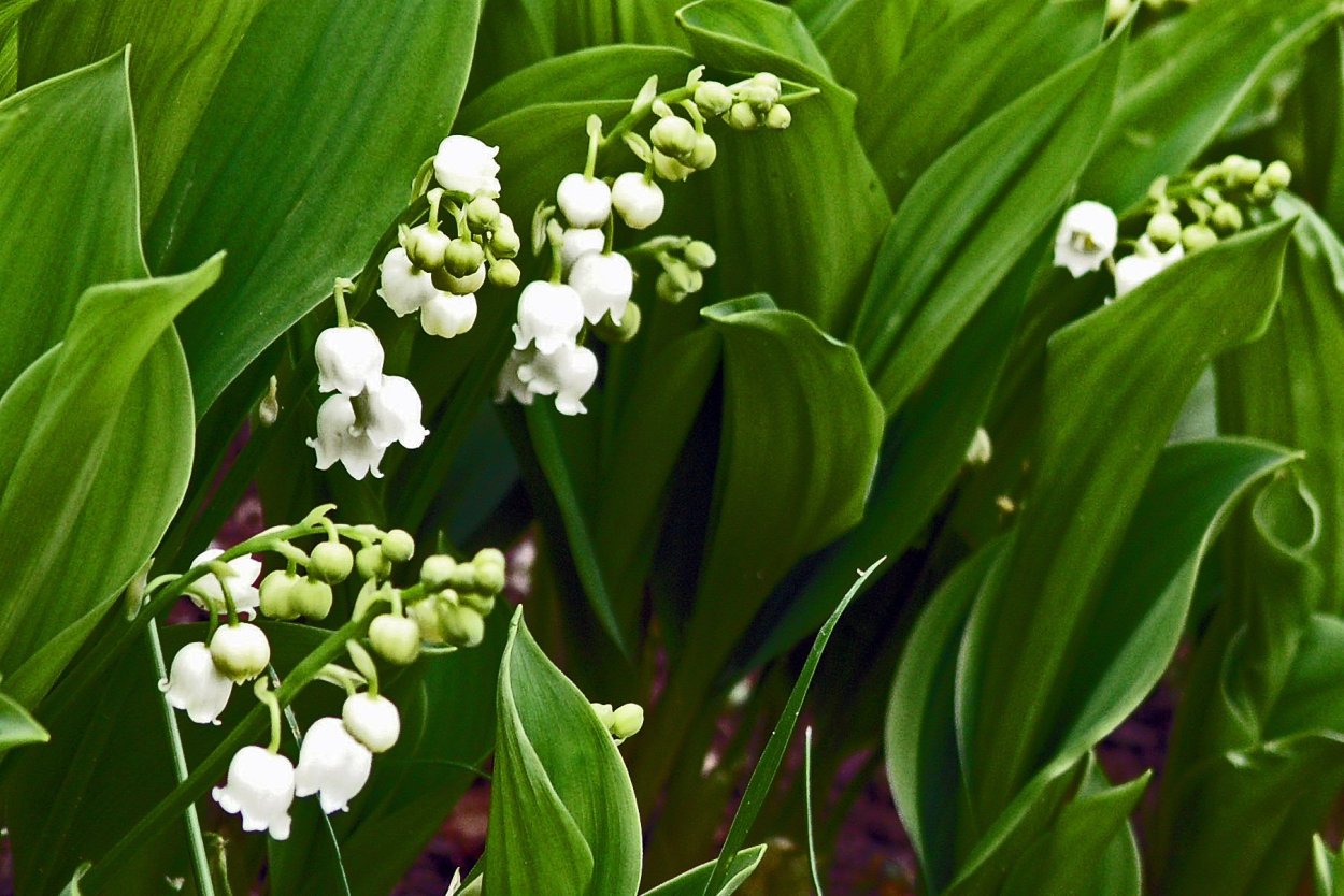 Купена обыкновенная