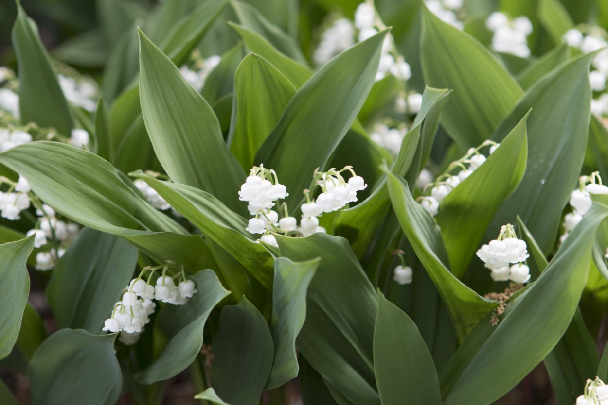 Ландыш Майский цветок