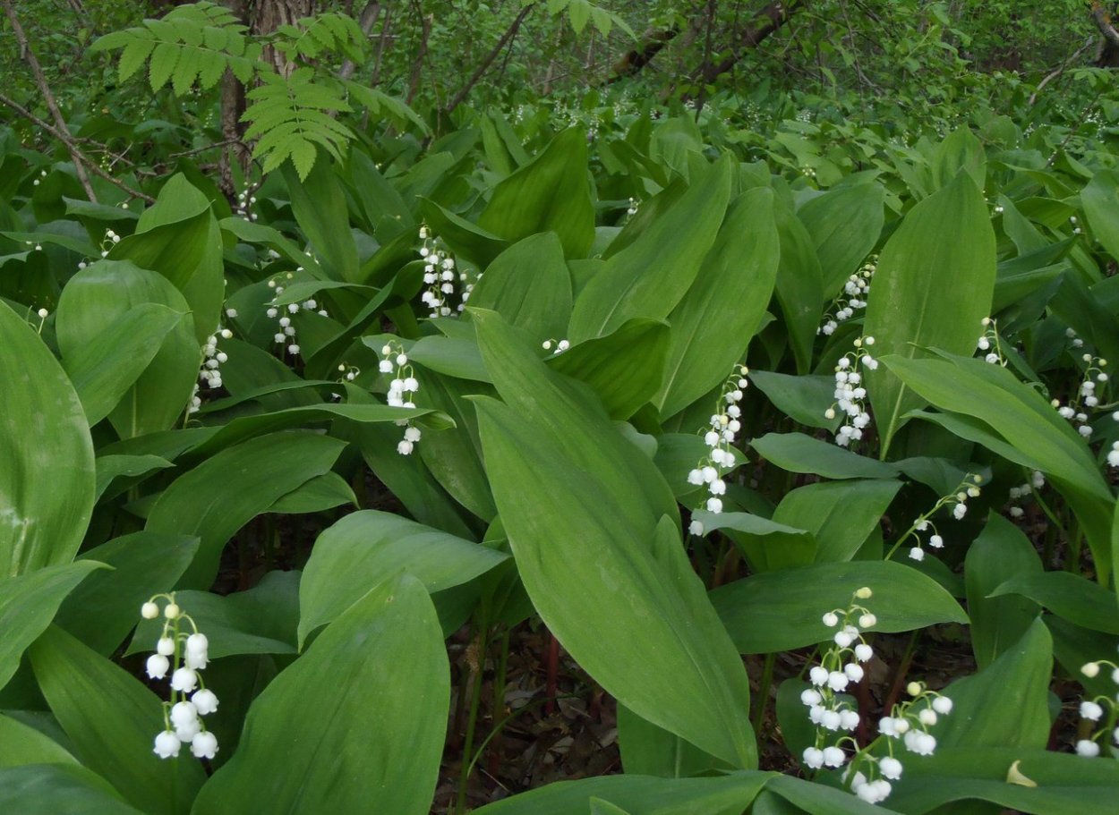 Ландыш крупноцветковый
