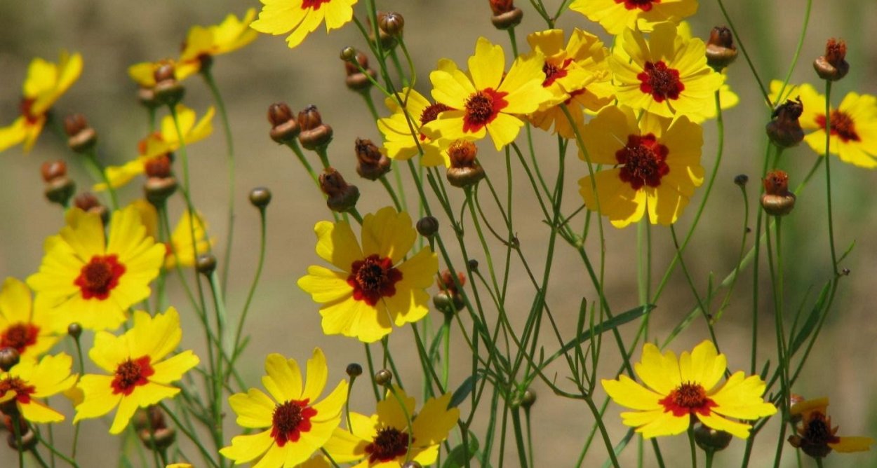 Кореопсис многолетний фото посадка и уход