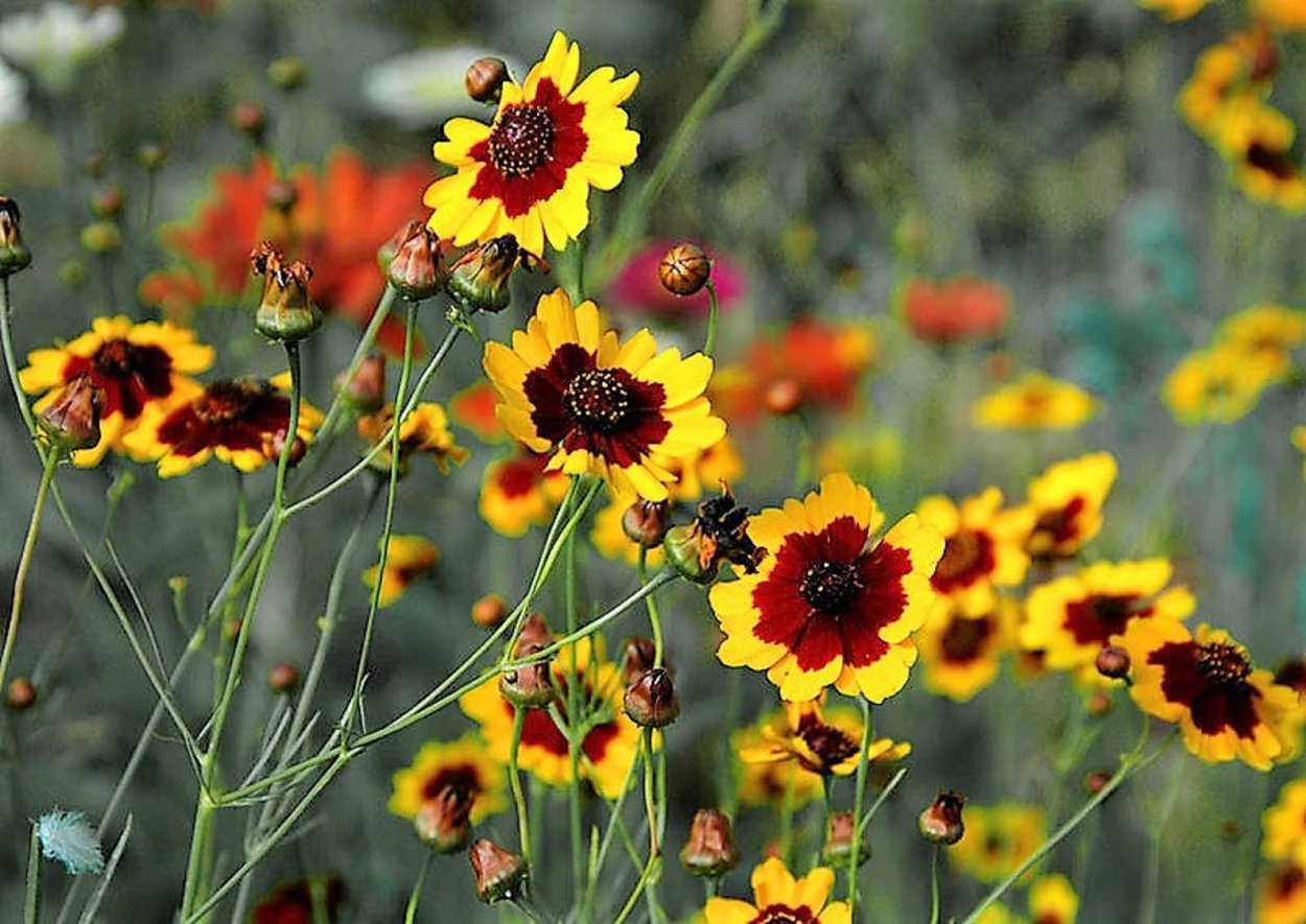 Кореопсис Стернталер