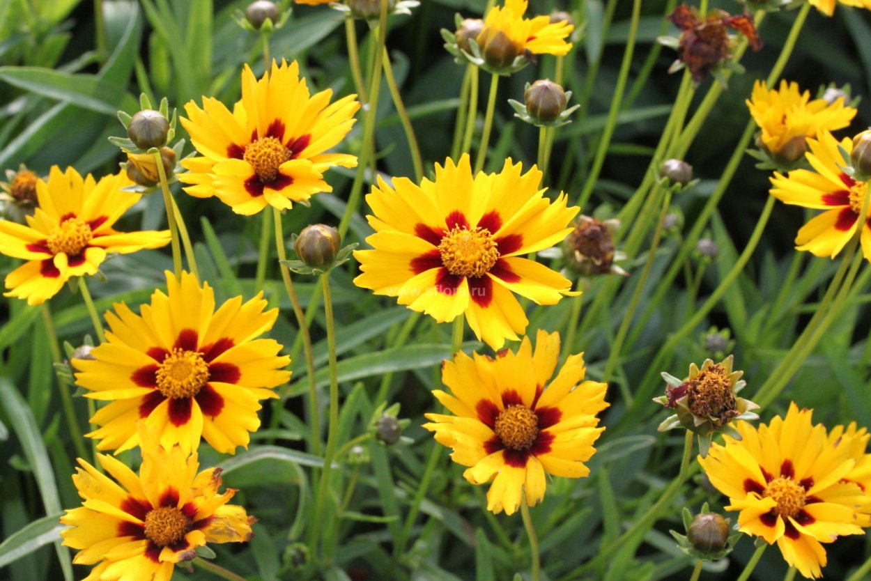 Кореопсис красильный