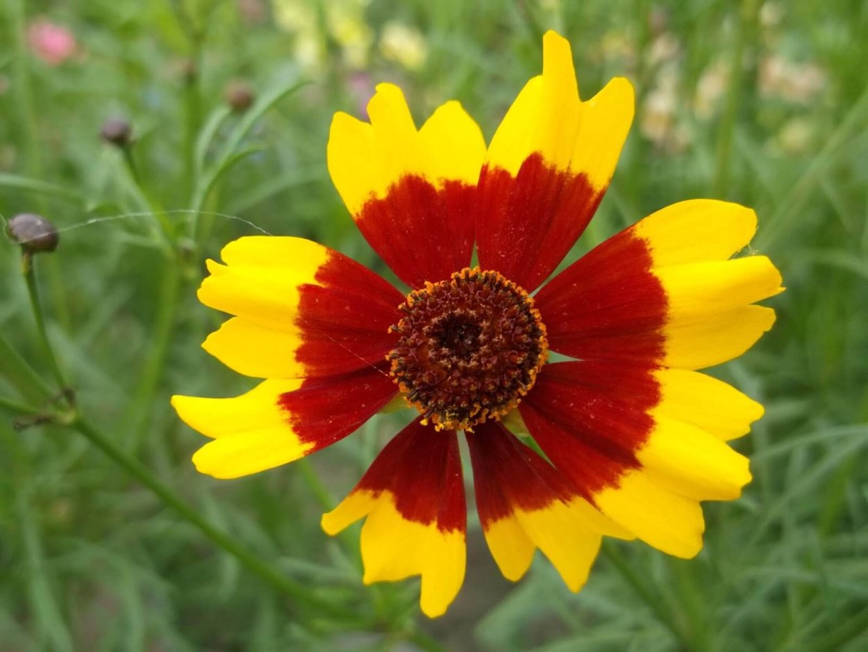 Кореопсис Coreopsis Ladybird