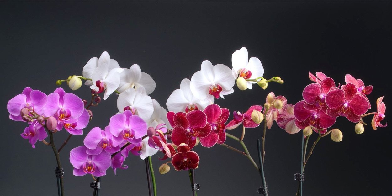 Фаленопсис (Phalaenopsis) – Орхидея