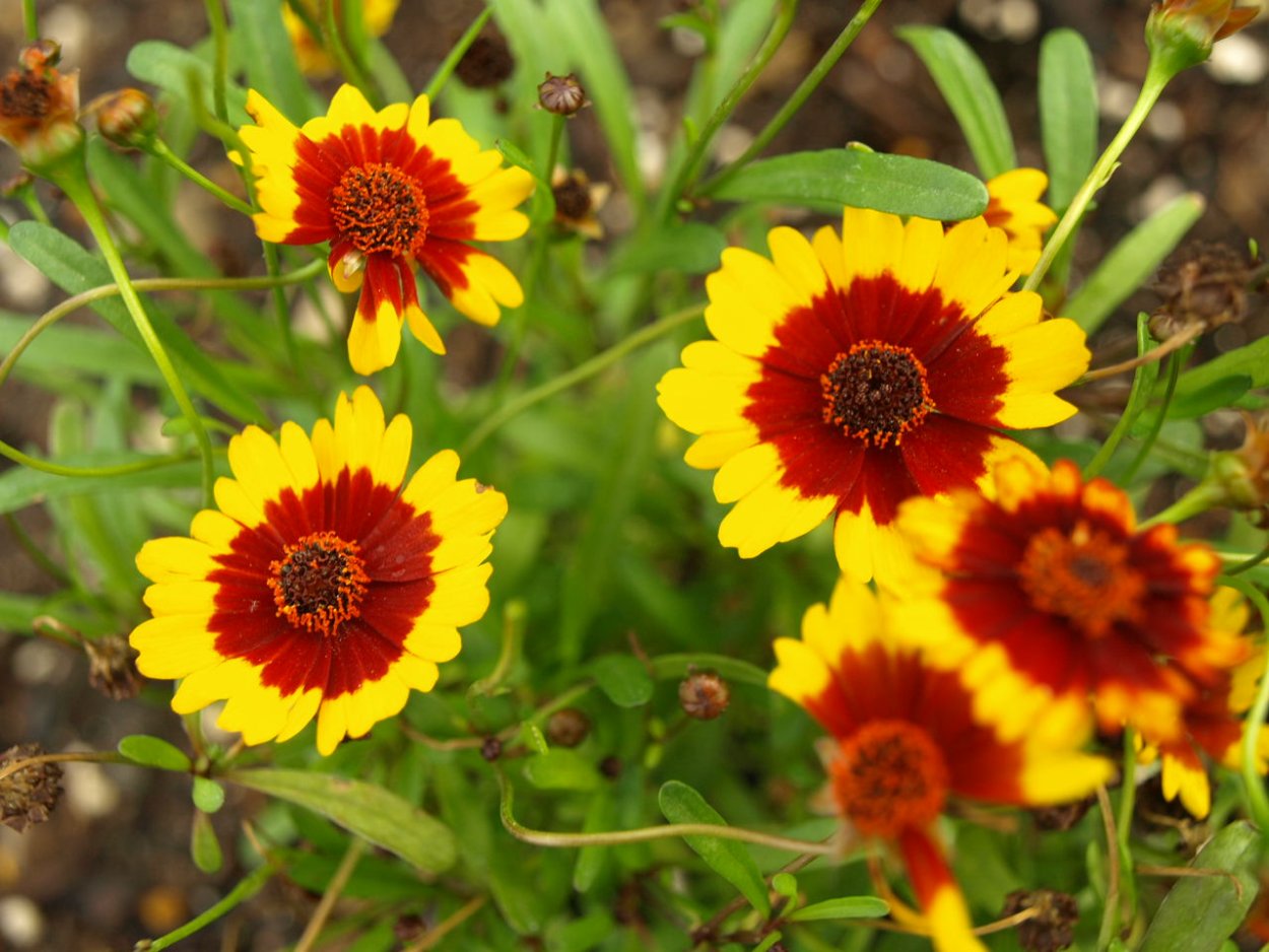 Цветок кореопсис красный