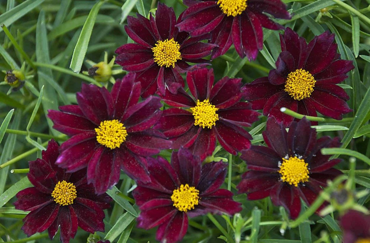 Многолетник кореопсис