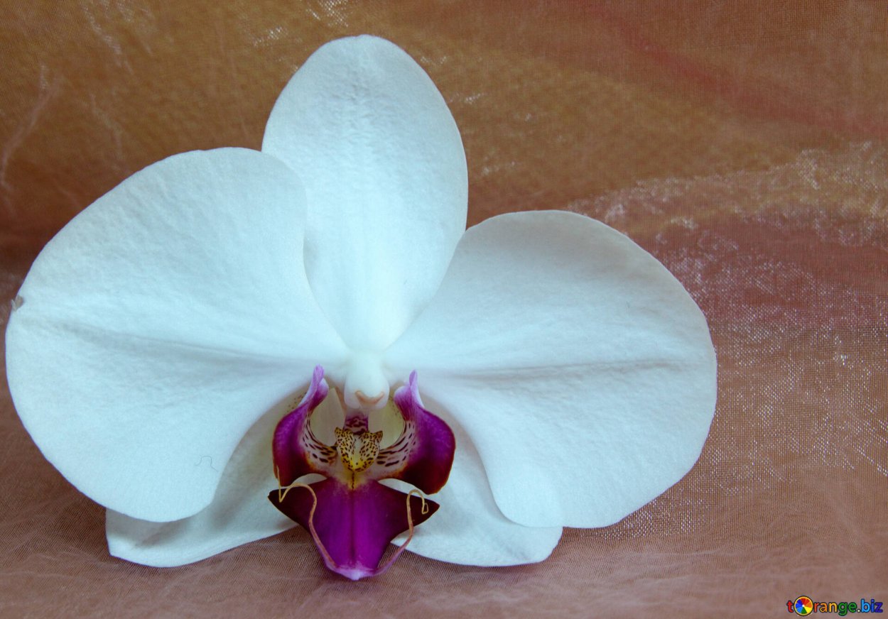 Орхидея Phalaenopsis Mariola