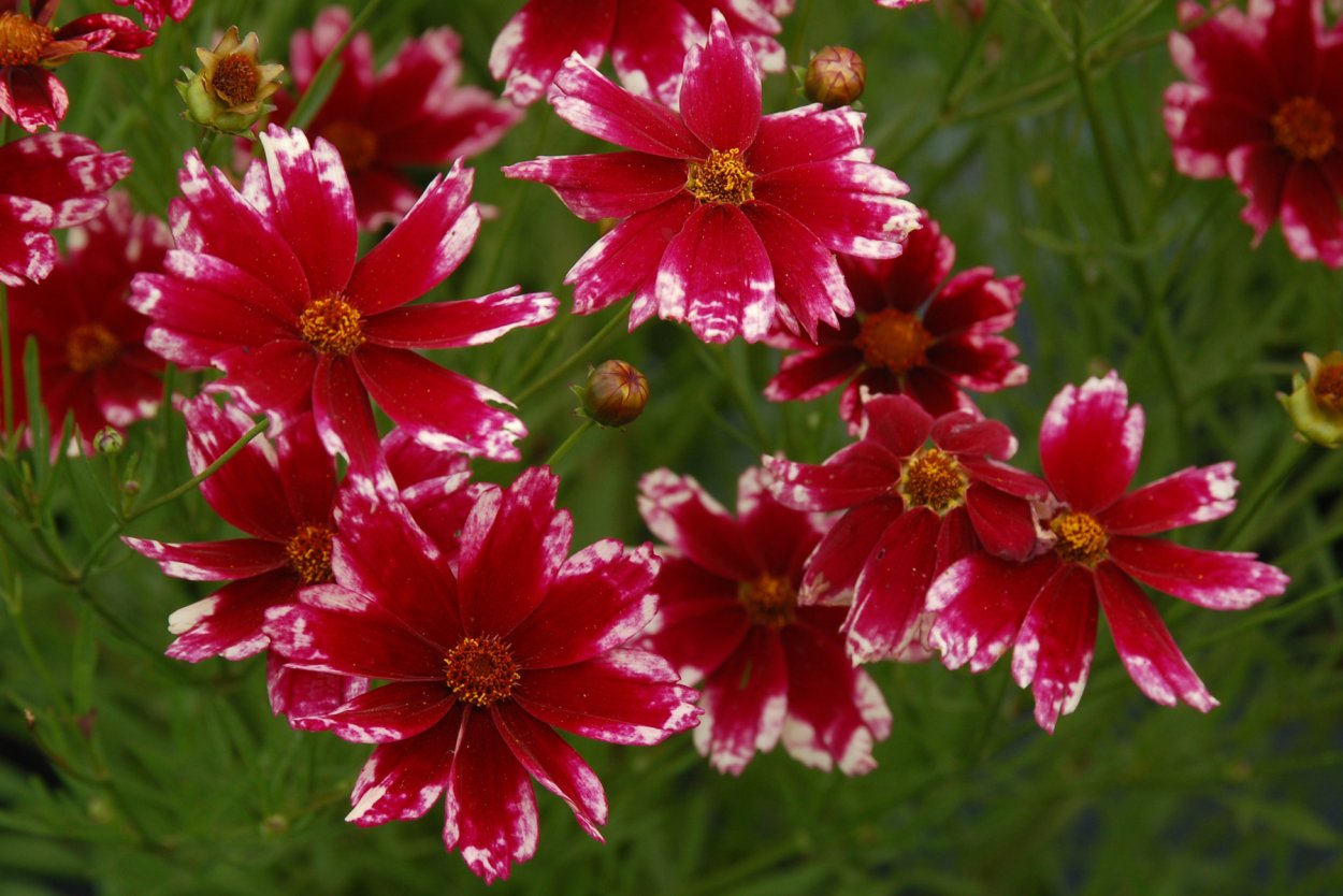 Кореопсис Сноуберри