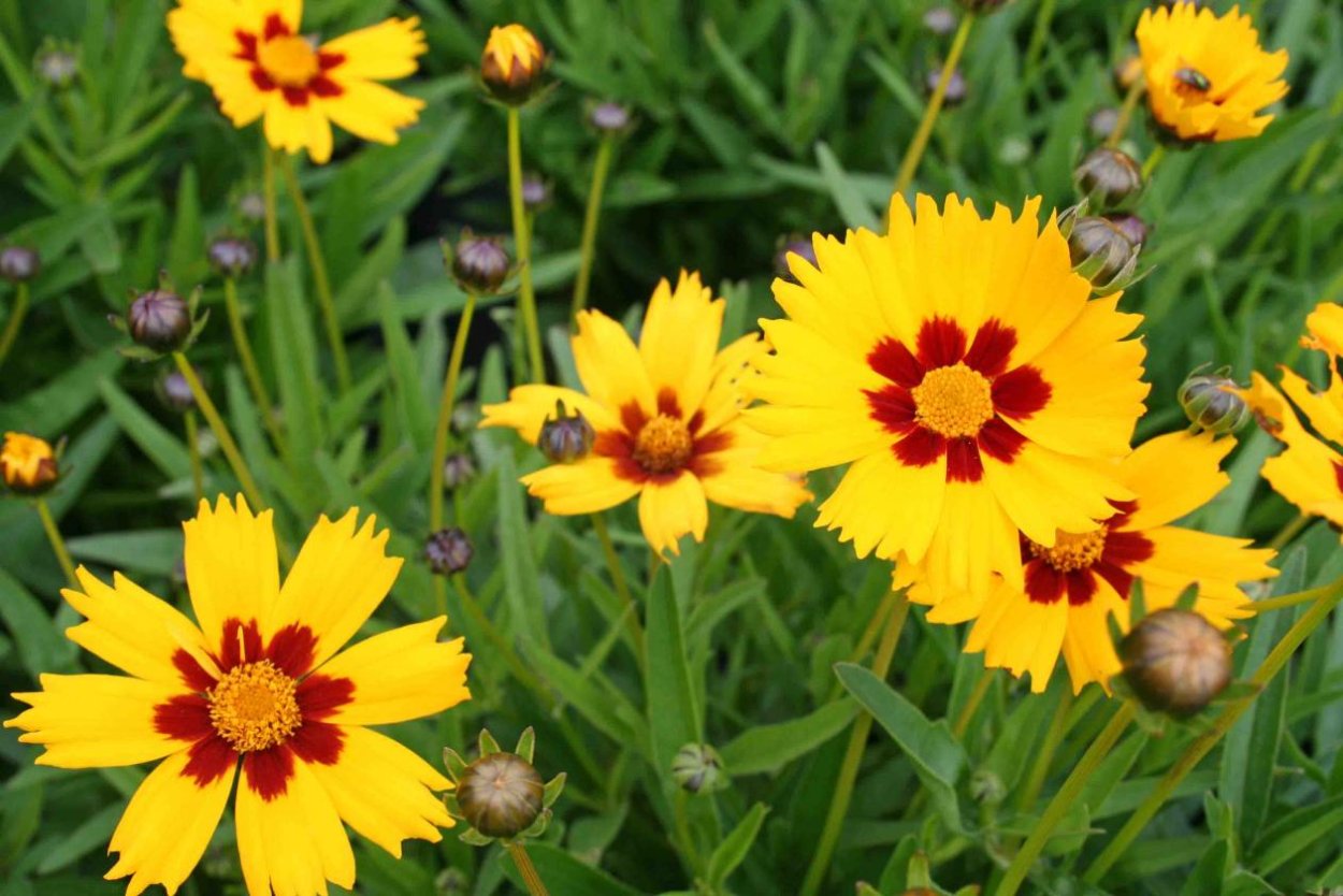 Кореопсис красильный амулет