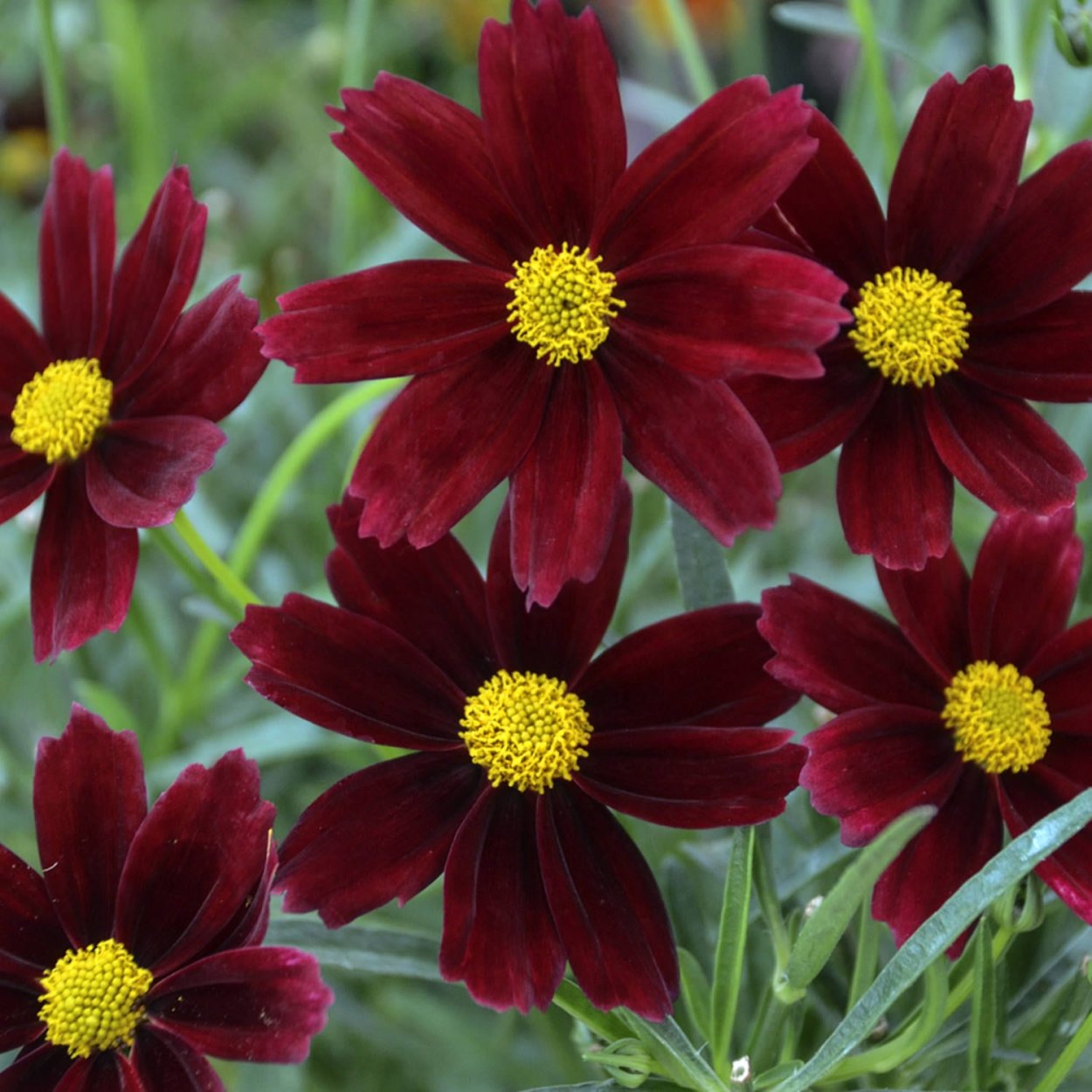Кореопсис Coreopsis Ruby Frost