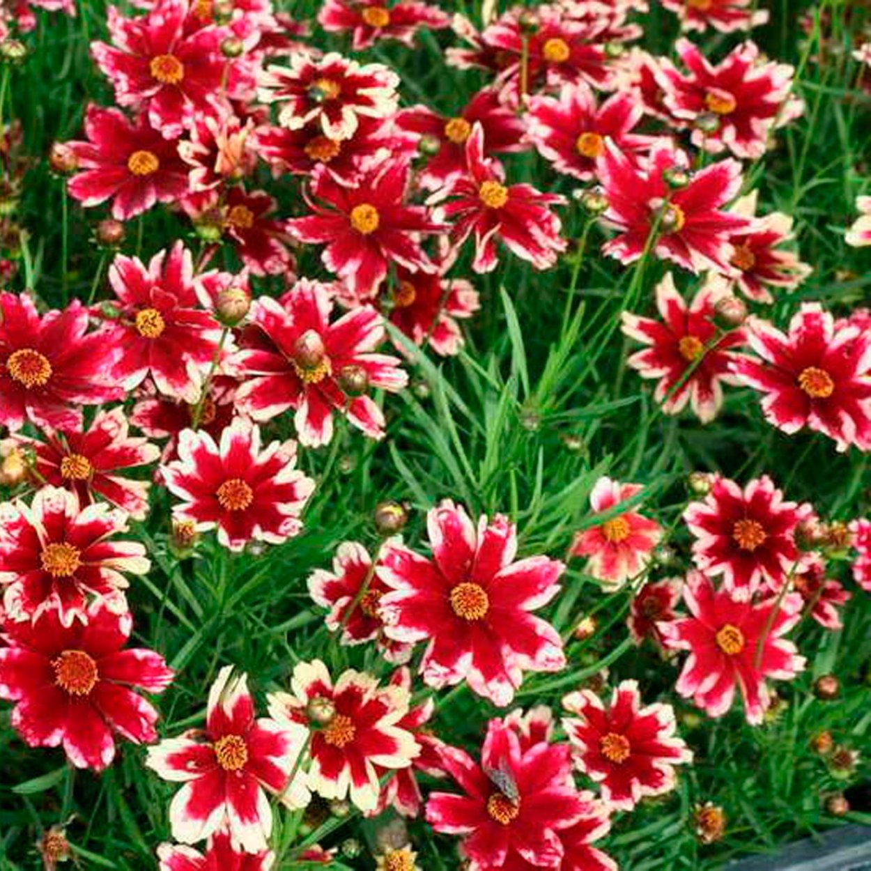 Кореопсис Ruby Frost (Руби Фрост)