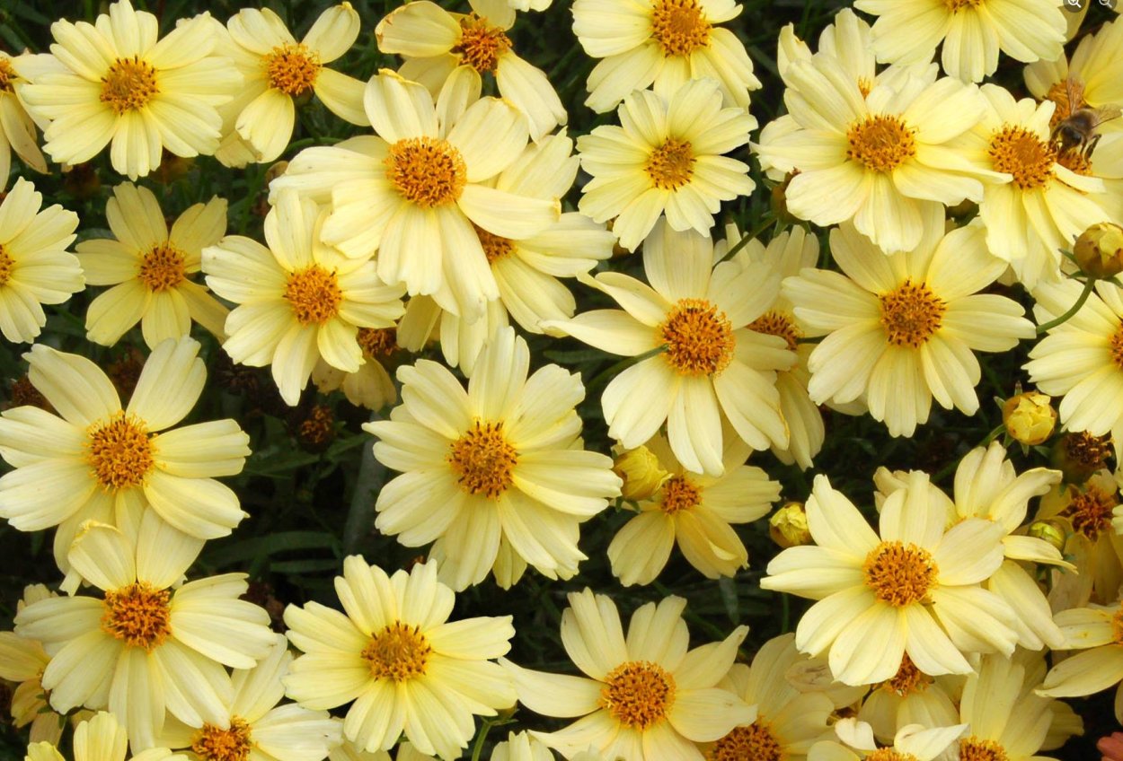 Кореопсис Стернталер