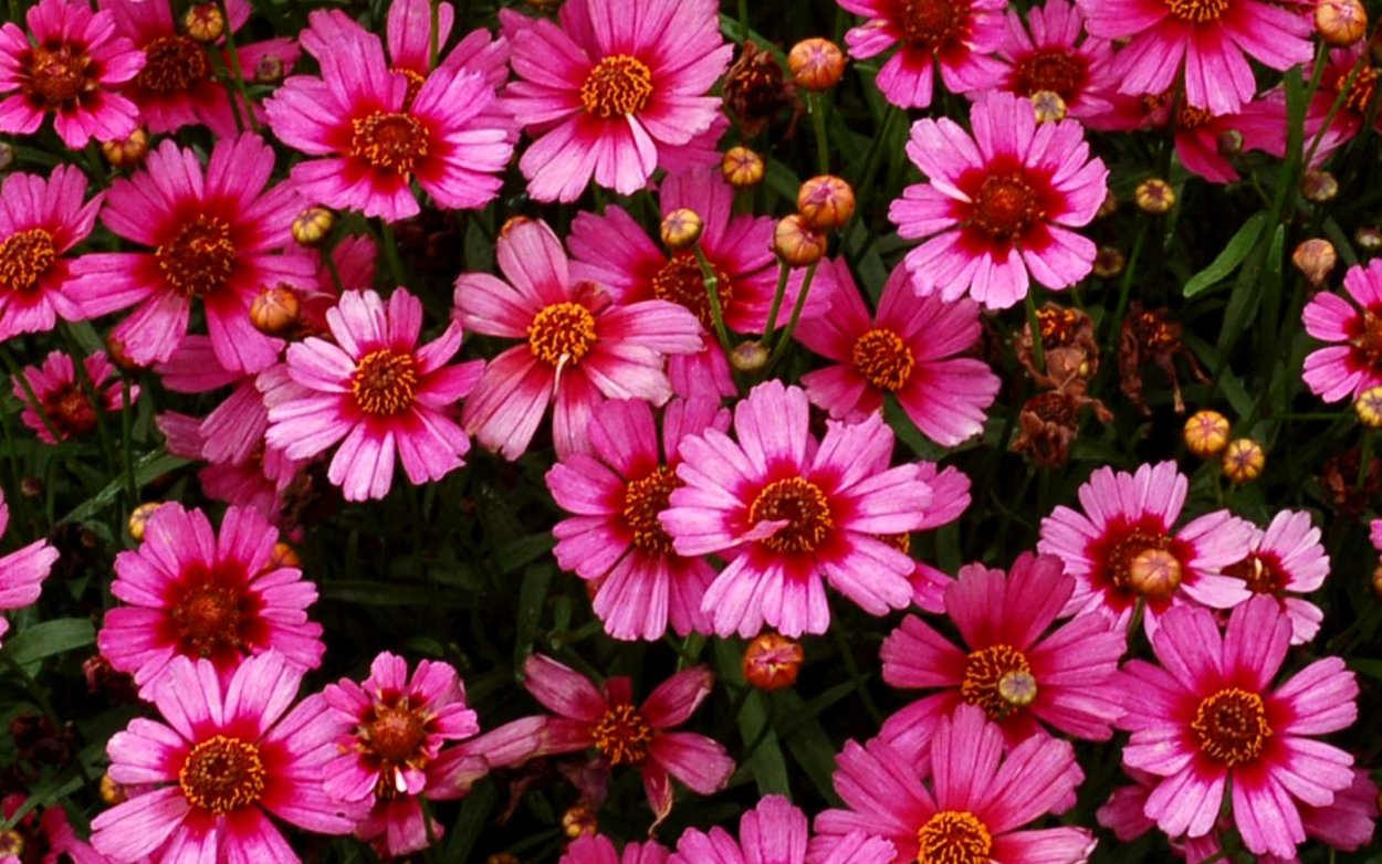 Кареопсис межрас Меджик