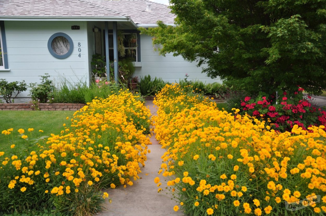 Кореопсис красильный Гольдштраль