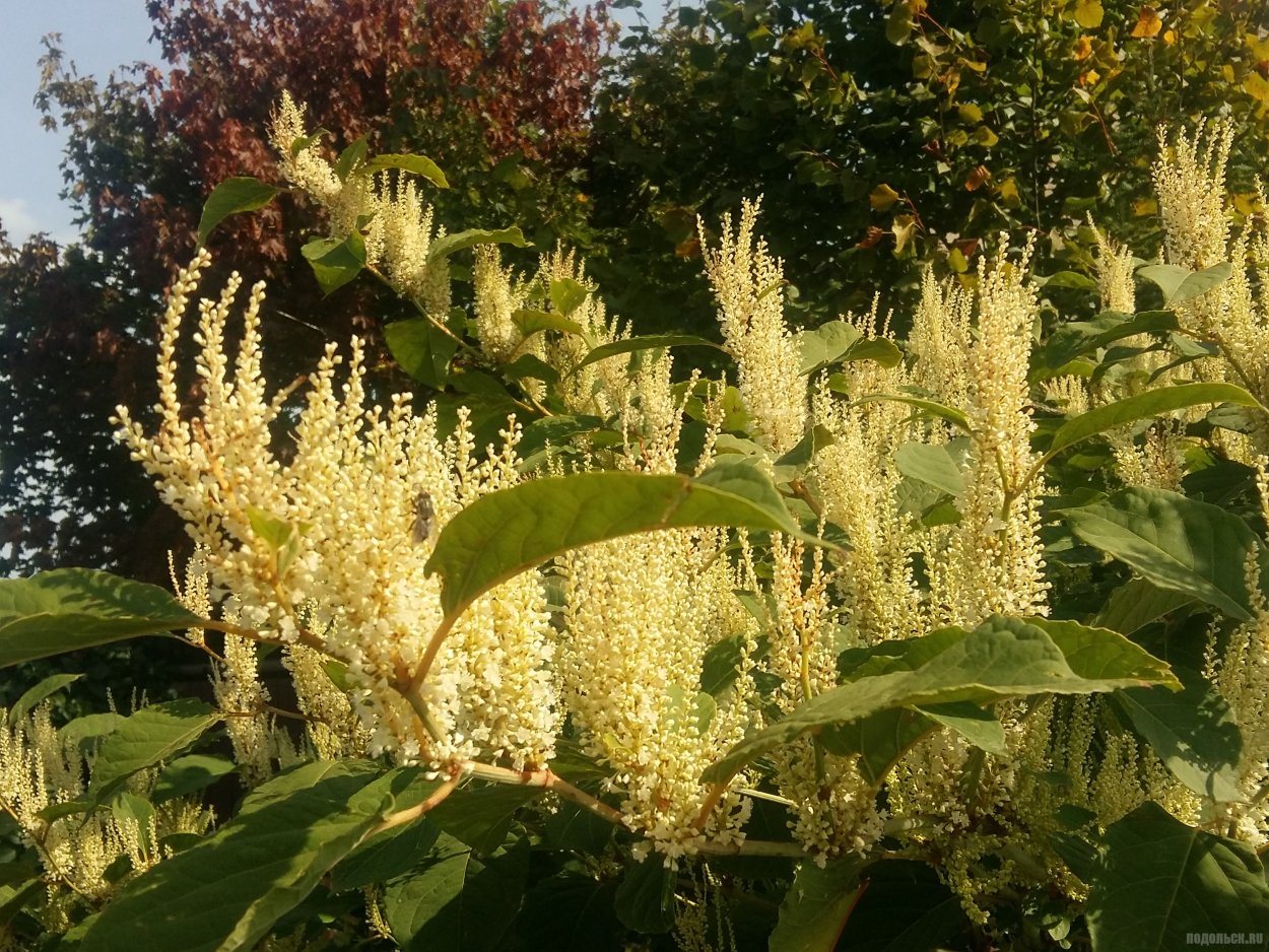 Горец Сахалинская гречиха