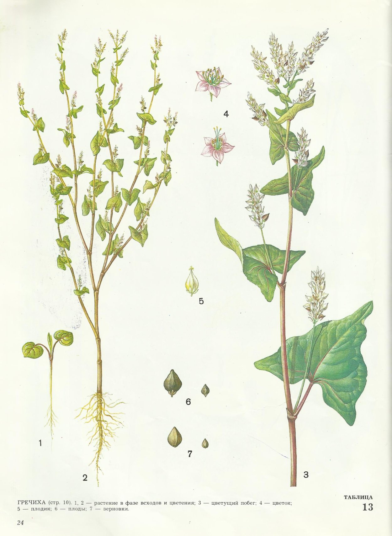 Горец почечуйный