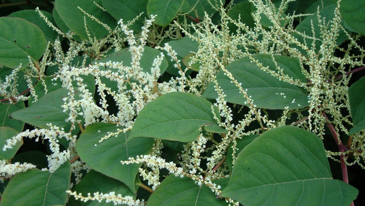 Persicaria polymorpha