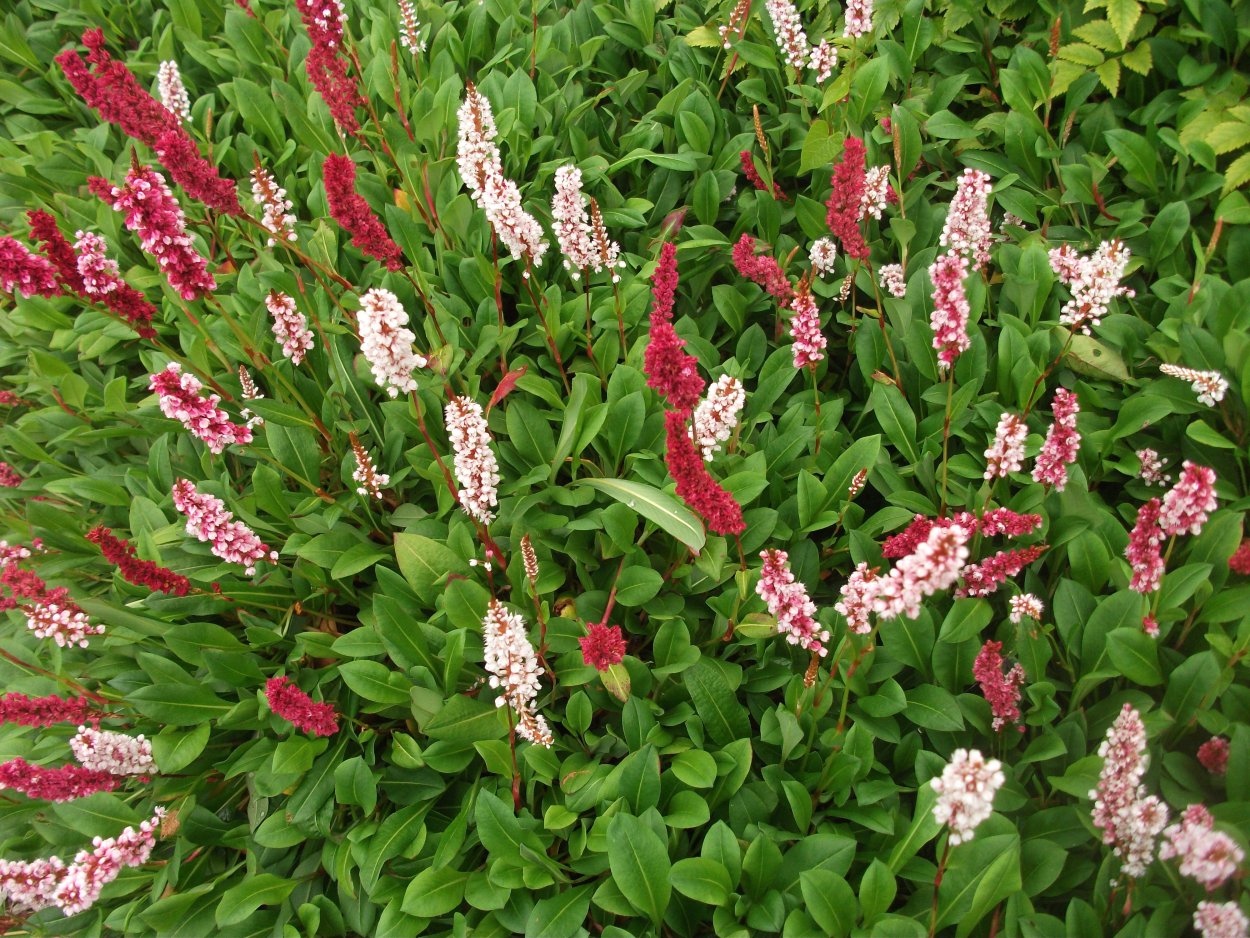Горец родственный (Polygonum affine &#96;Daijeerling Red&#96;)