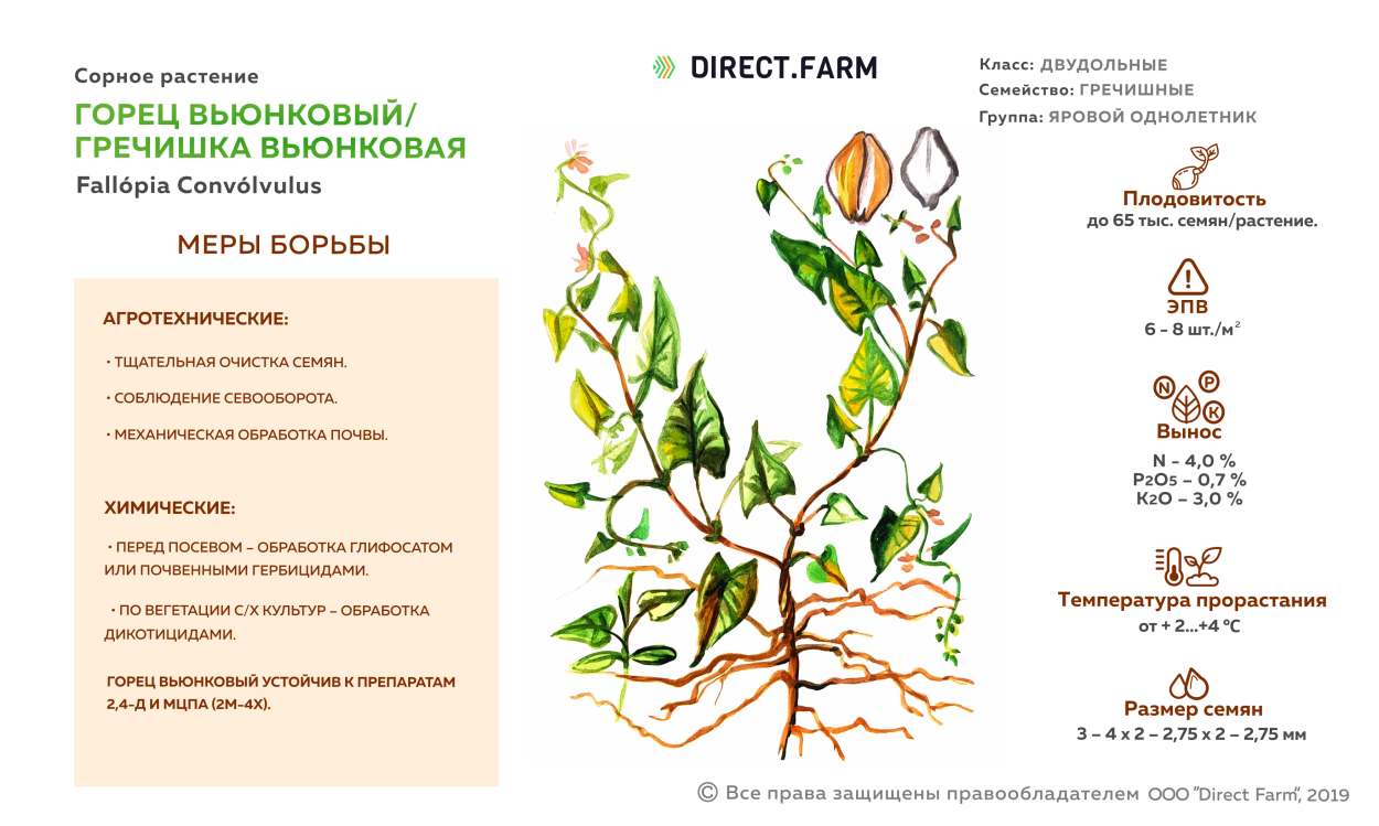 Трава горца перечного