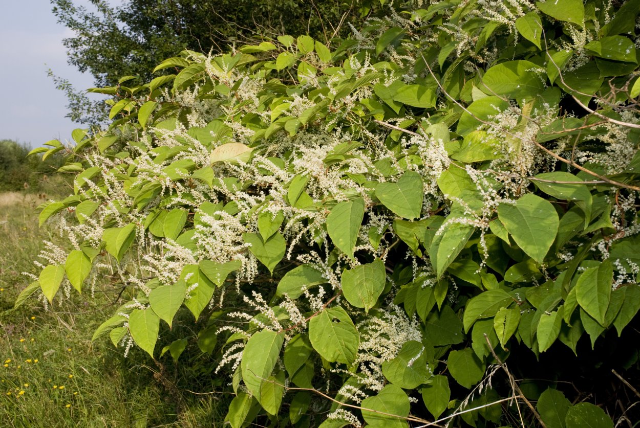 Рейнутрия японская