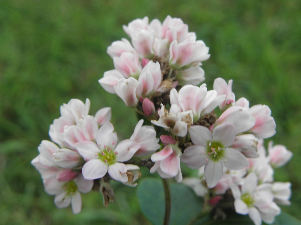 Гречиха посевная (обыкновенная или культурная)