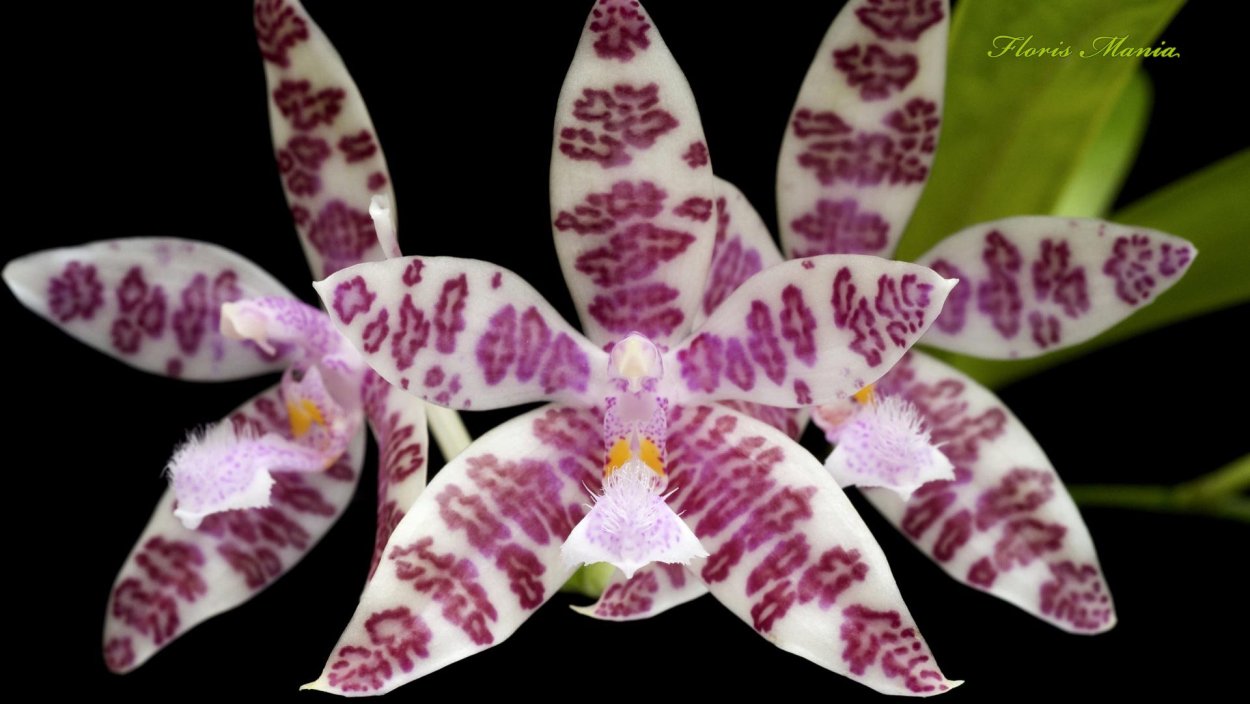 Фаленопсис Phalaenopsis hieroglyphica