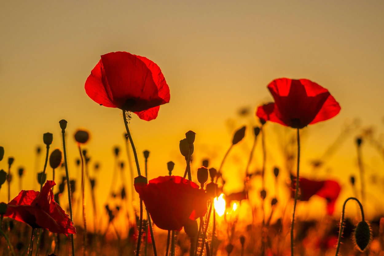 Цветы на закате