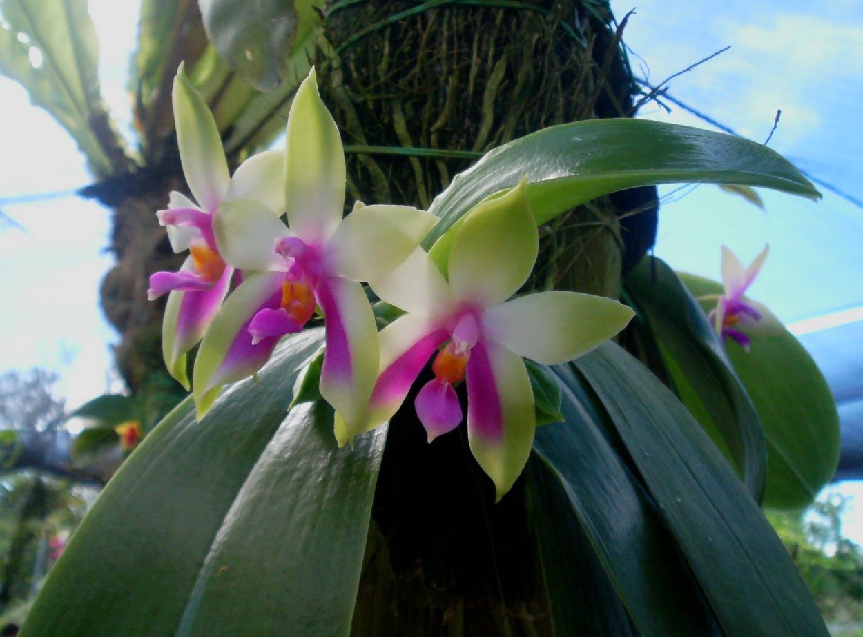 Phalaenopsis Bellina