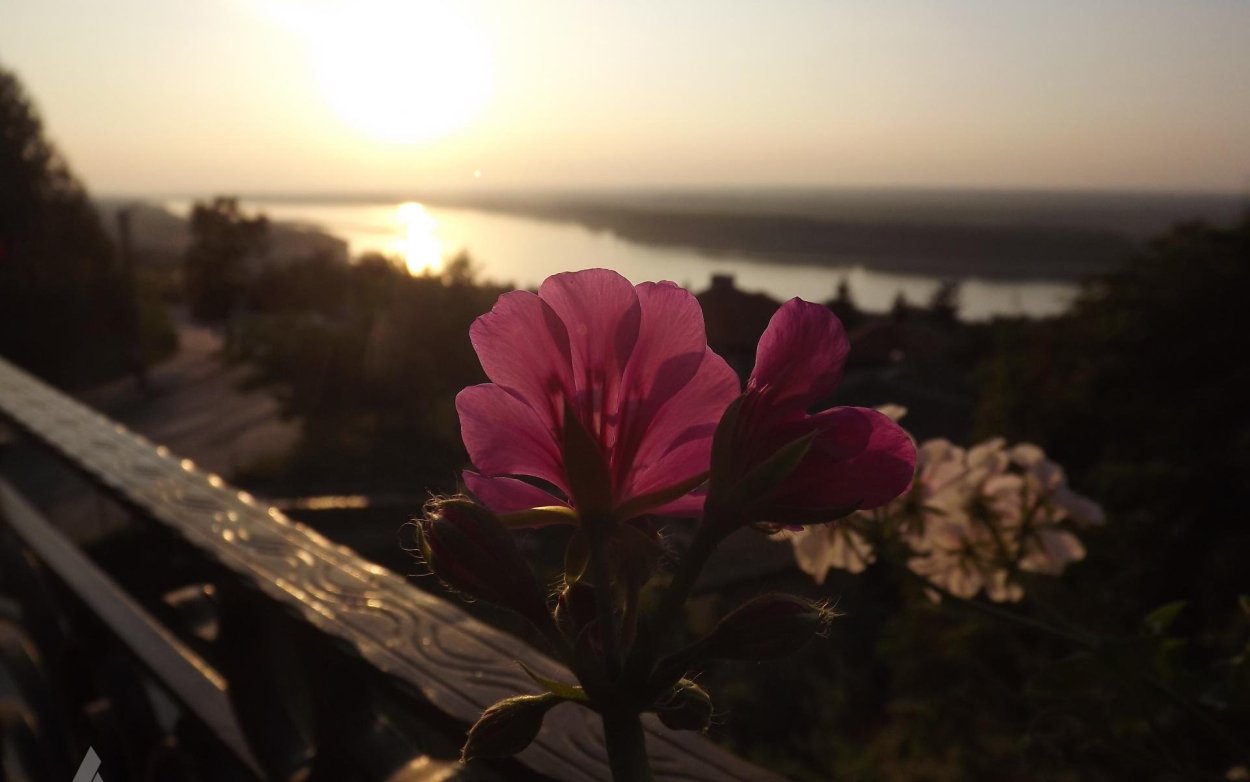 Цветы на закате